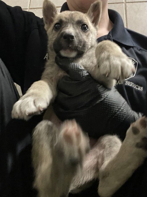 MUSA - Australian Cattle Dog/Blue Heeler available for adoption