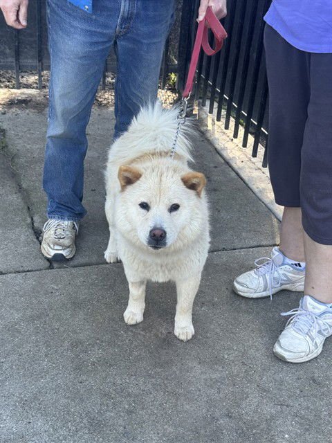 SNOWBALL - Chow Chow available for adoption