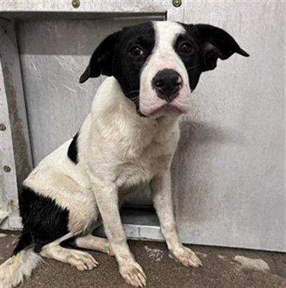 MARIAN - Border Collie available for adoption