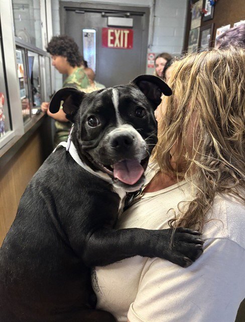 NOODLE - Bulldog / Boston Terrier available for adoption
