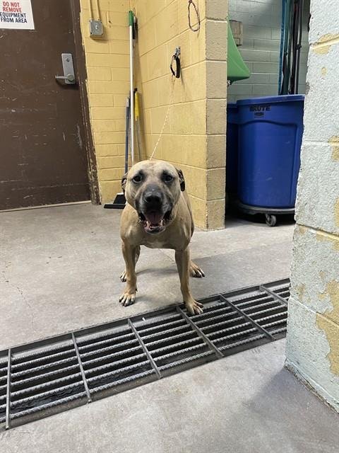 SHILO - Black Mouth Cur available for adoption