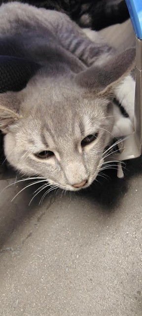 TOM - Domestic Short Hair available for adoption