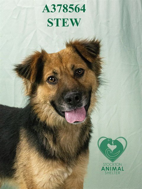 STEW - Australian Cattle Dog/Blue Heeler available for adoption