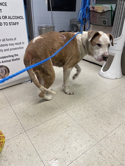 EDITH - Pit Bull Terrier for adoption in Stockton