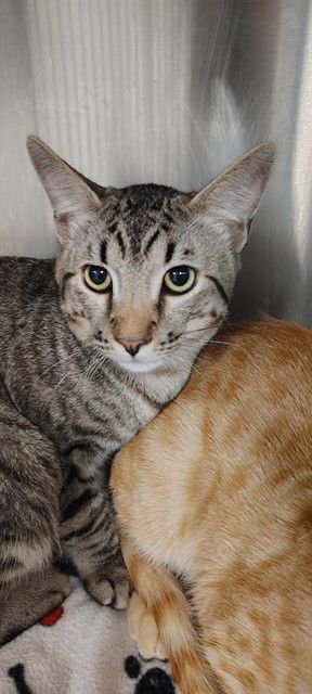 BOSCOE - Domestic Short Hair available for adoption