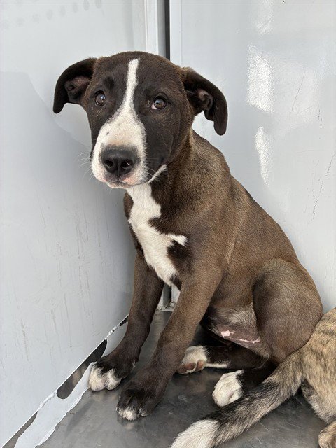 DALE - Pit Bull Terrier available for adoption