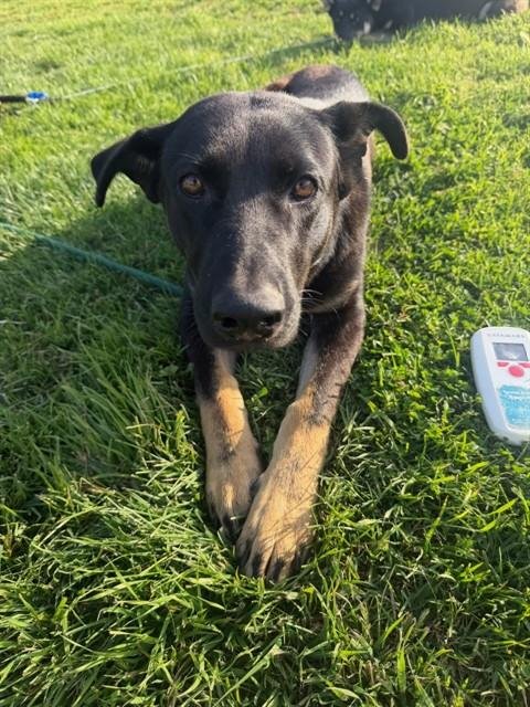 A375578 - German Shepherd Dog / Australian Cattle Dog/Blue Heeler available for adoption
