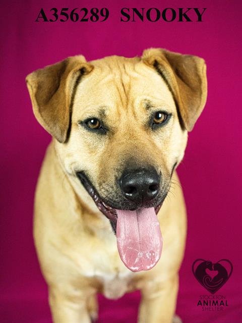 SNOOKI - German Shepherd Dog / Labrador Retriever available for adoption