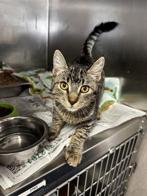 BENNY - Domestic Short Hair available for adoption