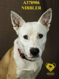 NIBBLER - Photo 1