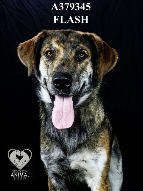 FLASH - Dutch Shepherd available for adoption