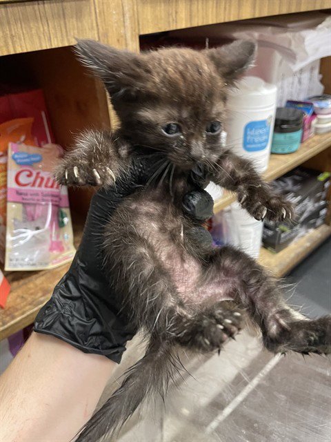 EBONY - Domestic Short Hair available for adoption