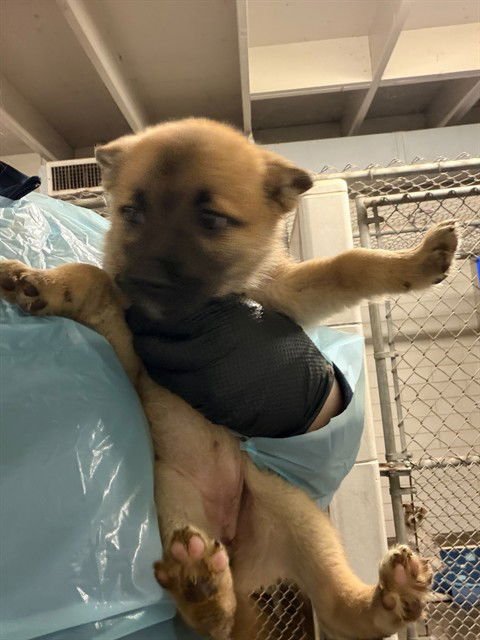 BLOSSOM - German Shepherd Dog available for adoption