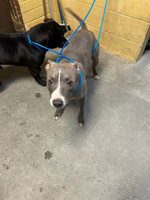 CLEO - Pit Bull Terrier for adoption in Stockton