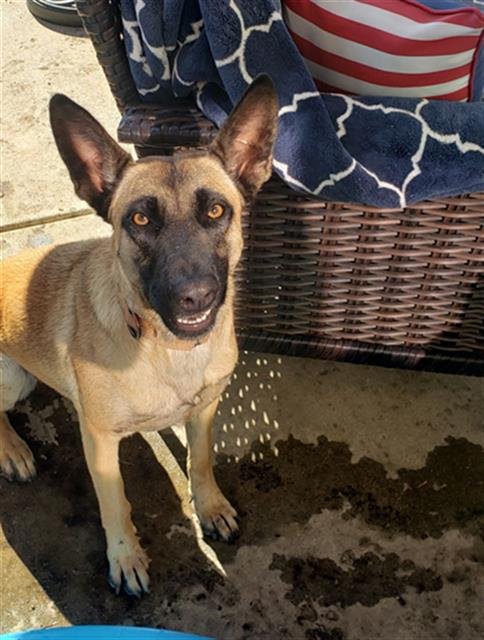 SANDY - Belgian Shepherd Malinois available for adoption