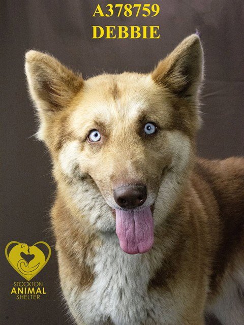 DEBBIE - Siberian Husky available for adoption