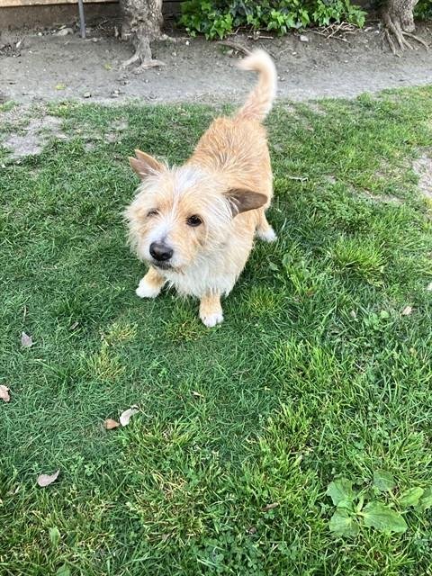 ROGER THE SHRUBBER - Terrier available for adoption
