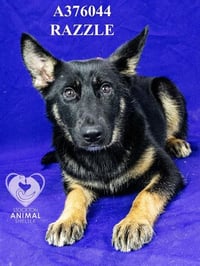 RAZZLE - Photo 1