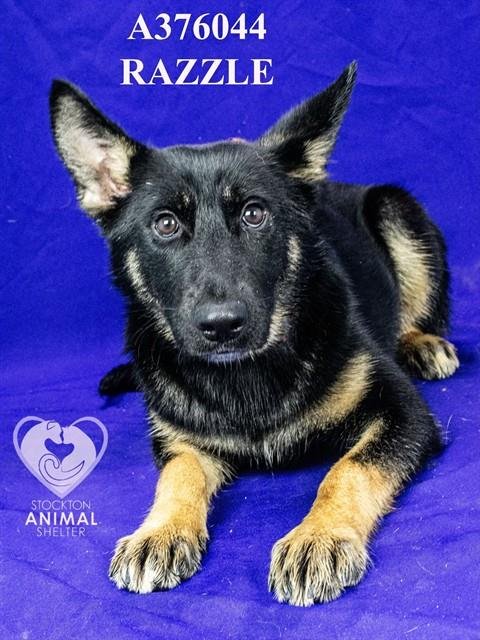 RAZZLE - German Shepherd Dog available for adoption