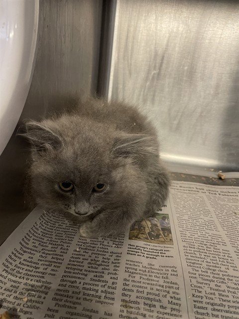 DUSTY - Domestic Medium Hair for adoption in Stockton