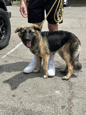A331726 - German Shepherd Dog available for adoption