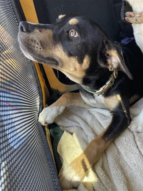 POPPY - German Shepherd Dog available for adoption