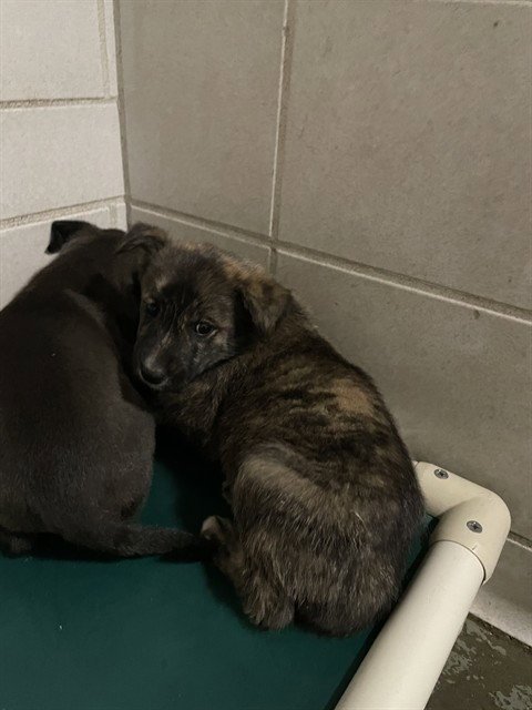 RIVEN - Australian Cattle Dog/Blue Heeler available for adoption