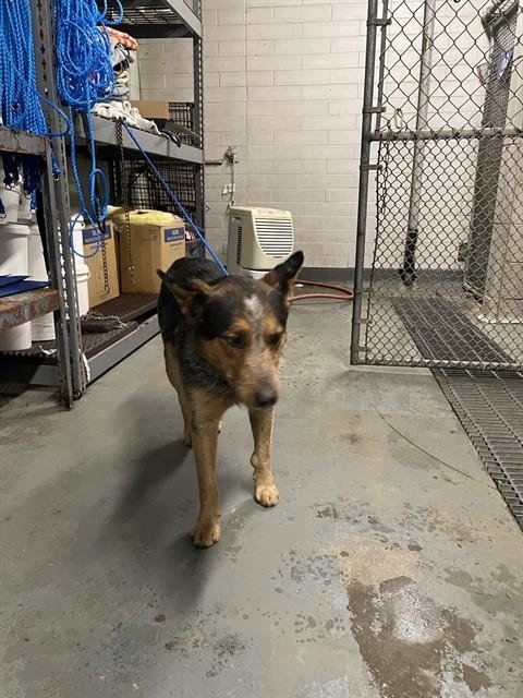 PHIL - Australian Cattle Dog/Blue Heeler available for adoption