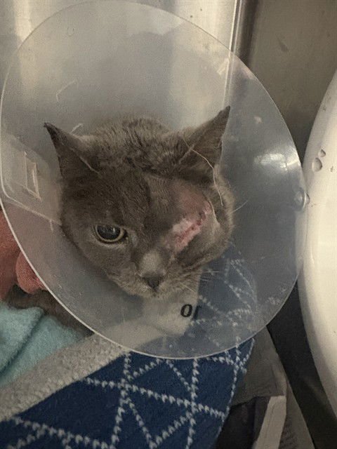 ORION - Domestic Short Hair available for adoption