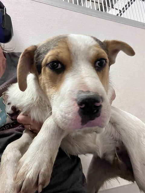 ROBIN - Border Collie available for adoption