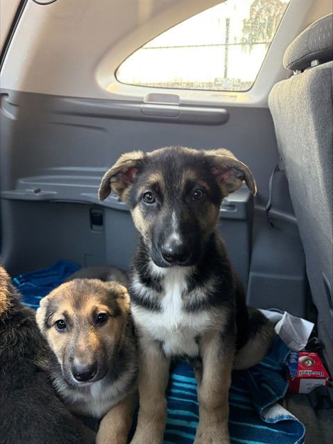 COACH - German Shepherd Dog available for adoption