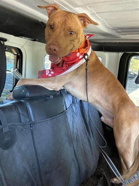 COLIN - Pit Bull Terrier available for adoption