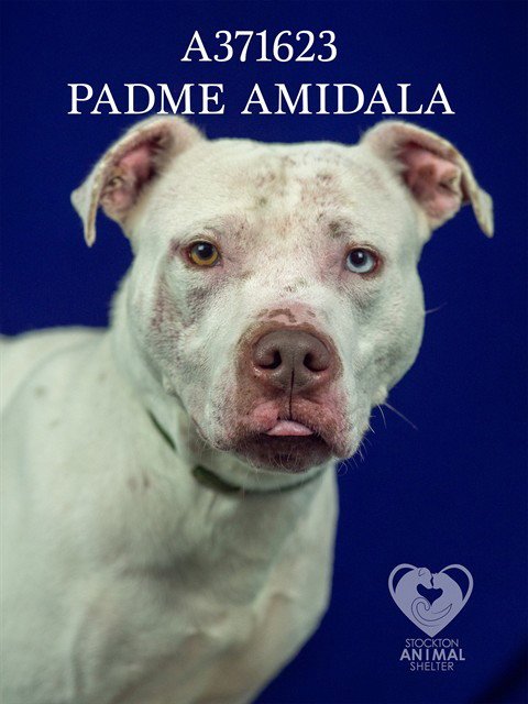 PADME AMIDALA - Pit Bull Terrier available for adoption
