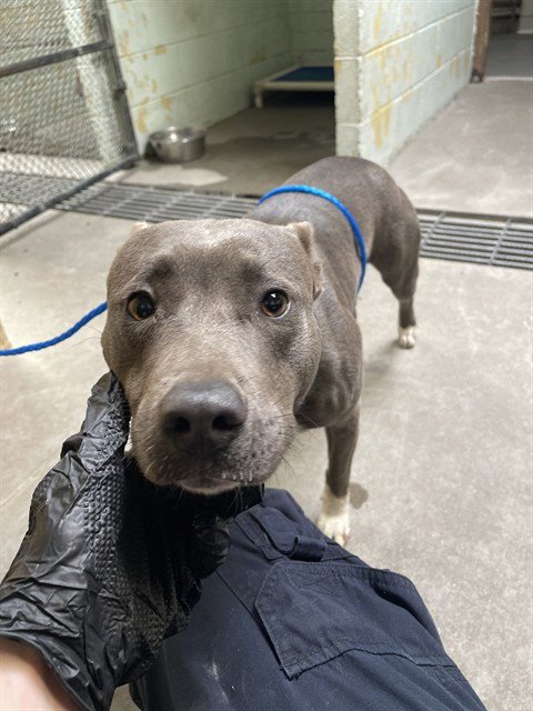 SMURFETTE - Pit Bull Terrier available for adoption