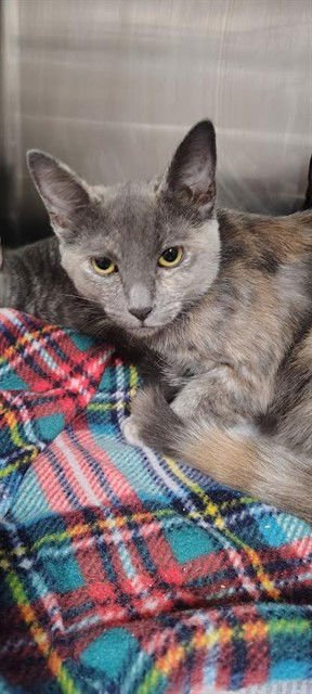 PATCHES - Domestic Short Hair available for adoption