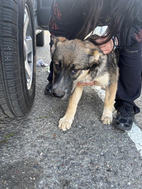 A370935 - German Shepherd Dog available for adoption