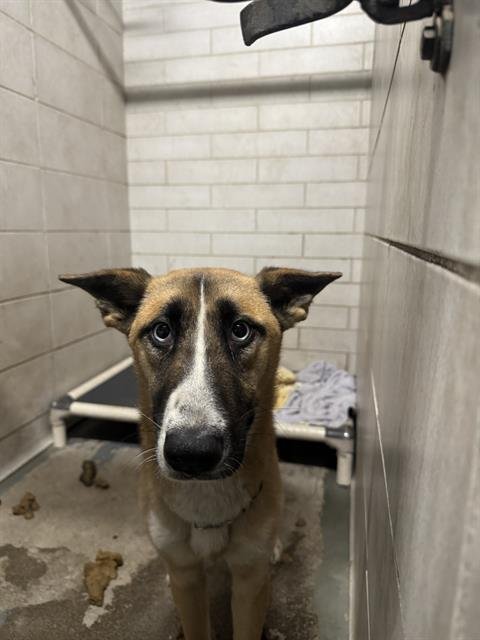 LAIKA - German Shepherd Dog / Siberian Husky available for adoption