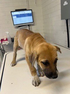 A374163 - German Shepherd Dog available for adoption