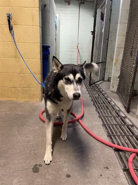 STEWIE - Siberian Husky available for adoption