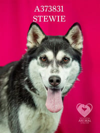 STEWIE - Photo 1