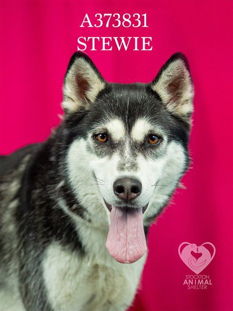 STEWIE - Siberian Husky available for adoption