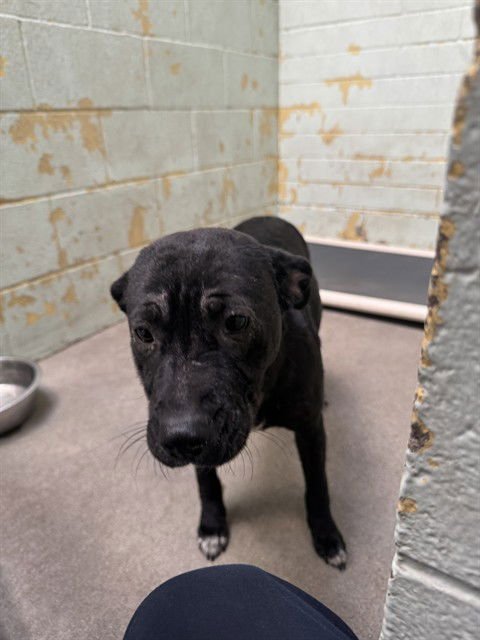 DAPHNE - Pit Bull Terrier available for adoption