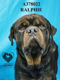 RALPHIE - Photo 1