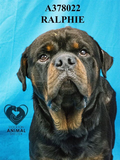 RALPHIE - Rottweiler available for adoption