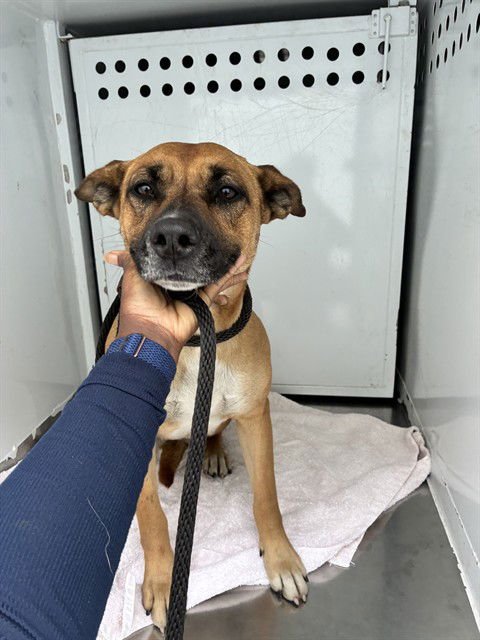 DOLORES - Rhodesian Ridgeback for adoption in Stockton