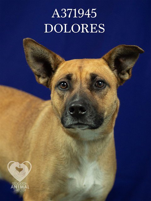 DOLORES - Rhodesian Ridgeback available for adoption