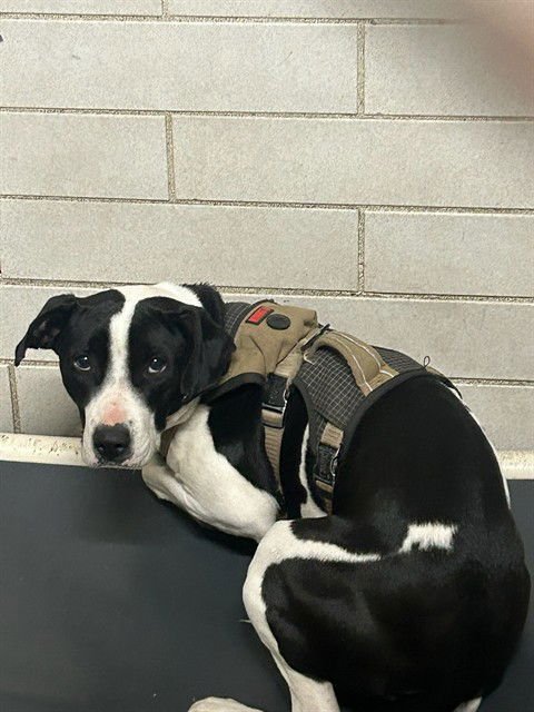 AUORA - Pit Bull Terrier available for adoption