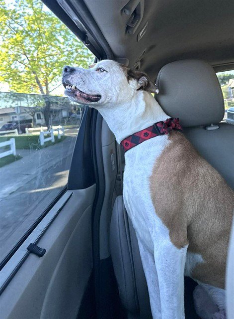 BUDDY - Pit Bull Terrier available for adoption