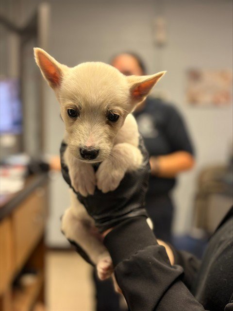 A377937 - Siberian Husky available for adoption