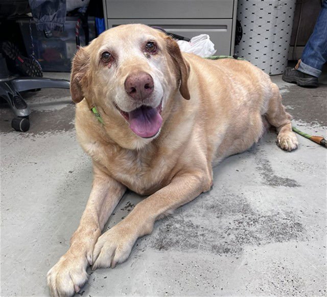 RUSTIE - Labrador Retriever available for adoption